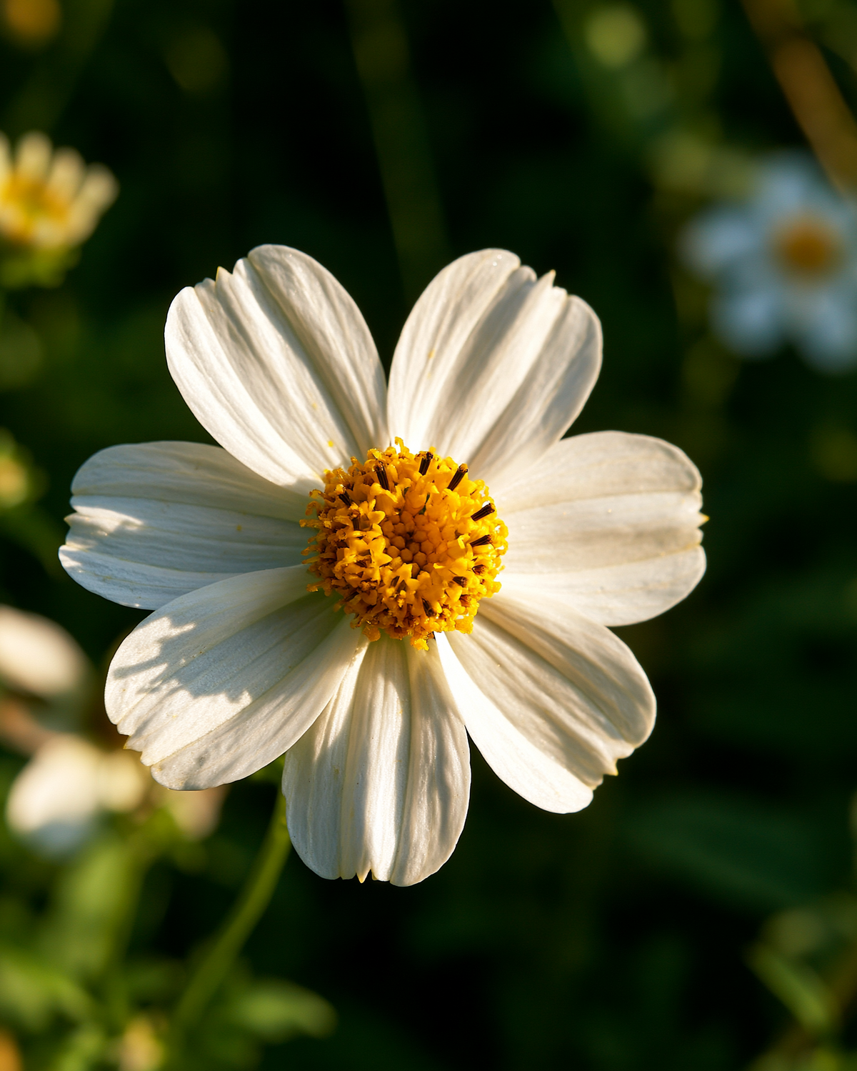 Bloom Trio